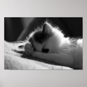 Jessy Jane - Small poster