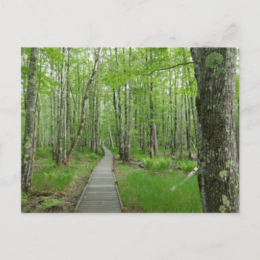 Jesup Path Boardwalk Trail Briefkaart (Voorkant)