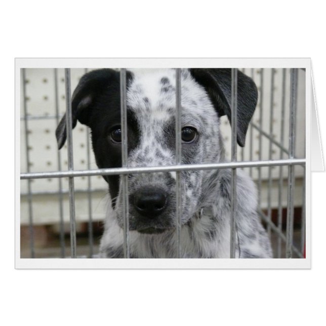 J'ÉTAIS CACHÉ ! (Devant horizontal)