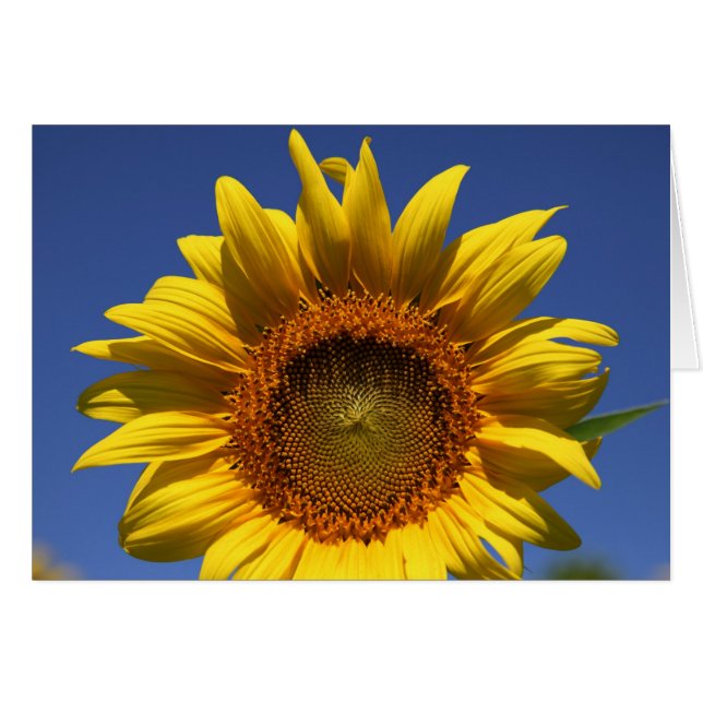 Jeter un oeil à un livre (Devant horizontal)