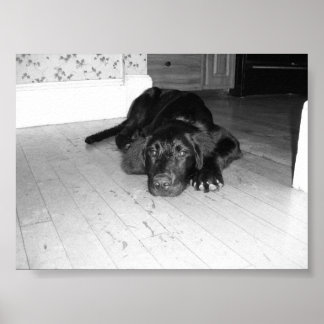 Jett op hardhout poster