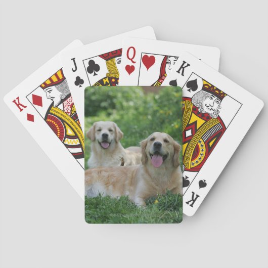 Jeu De Cartes 2 Golden Retrievers couchés dans l'herbe (dos)