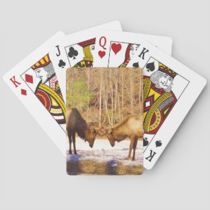 Jeu De Cartes 2~ two Bull Elk in the snow