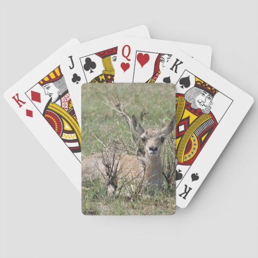 Jeu De Cartes A7 Bébé Antilope Pronghorn (dos)