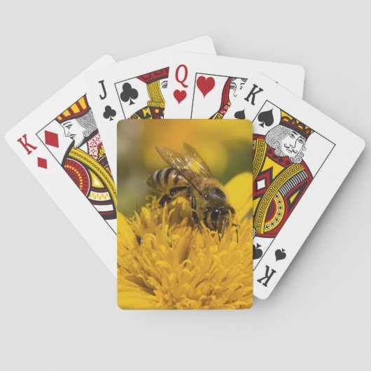 Jeu De Cartes Abeille africaine de miel avec l'alimentation de (dos)