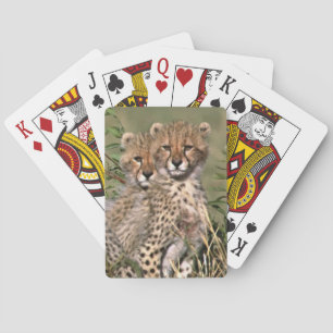 Jeu De Cartes Afrique; Kenya; Masai Mara; Trois chatons guépard