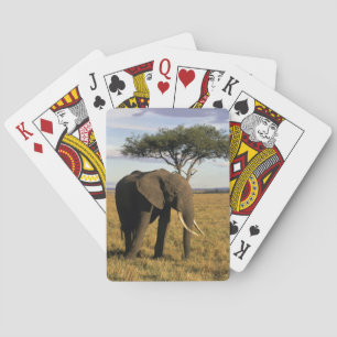 Jeu De Cartes Afrique, Kenya, Massaï Mara. Un élégant
