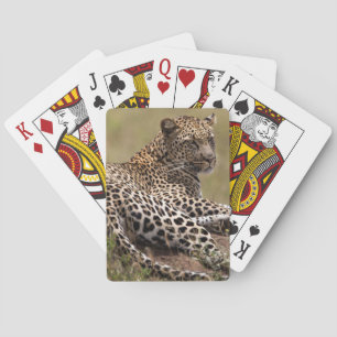 Jeu De Cartes Afrique, Tanzanie, Serengeti. Léopard