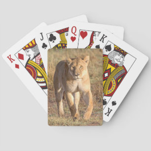 Jeu De Cartes Afrique, Tanzanie, Serengeti. Lion Et Lion
