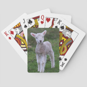 Jeu De Cartes Agneau Bébé Mouton Ferme Animal