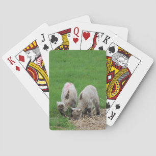 Jeu De Cartes Agneaux de ressort