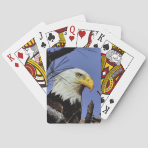 Jeu De Cartes Aigle à tête blanche mâle mature gros