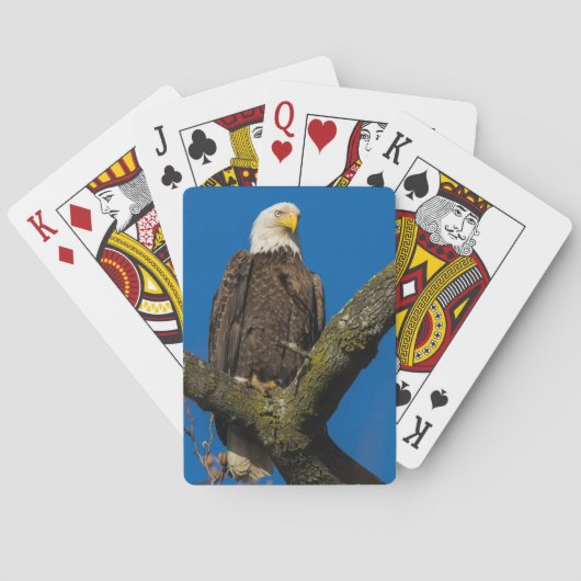 Jeu De Cartes Aigle de Bald (dos)