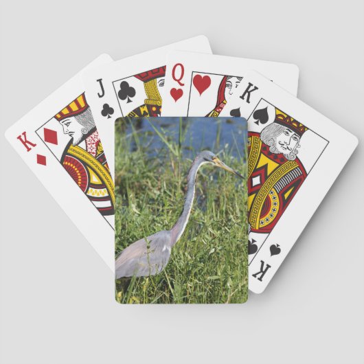 Jeu De Cartes Aigrette tricolore (dos)