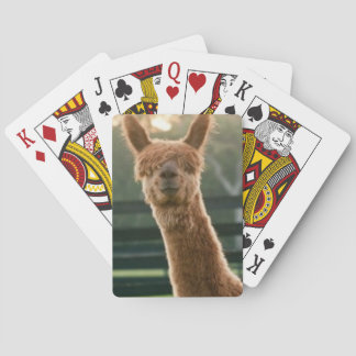 Jeu De Cartes Alpaca souriant jouant aux cartes