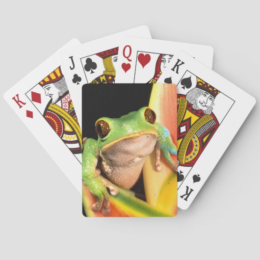 Jeu De Cartes Amérique du Sud, Equateur, Amazonie. Vert clair (dos)