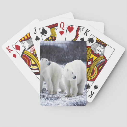 Jeu De Cartes Amour de l'ours polaire (dos)