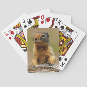 Jeu De Cartes Amusant Cute Saucy Columbian Ground Squirrel