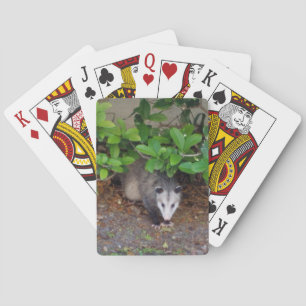 Jeu De Cartes Animal extérieur