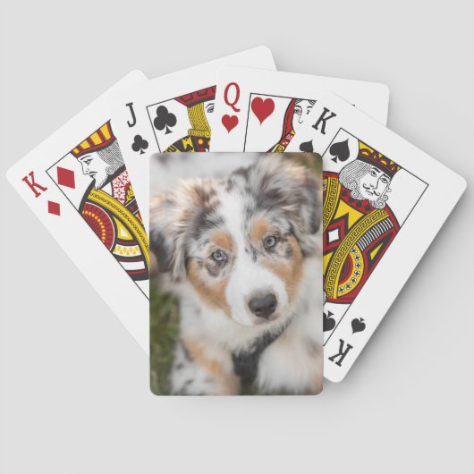 Jeu De Cartes Animaux de bébés cutest | Australian Shepherd Pupp (dos)