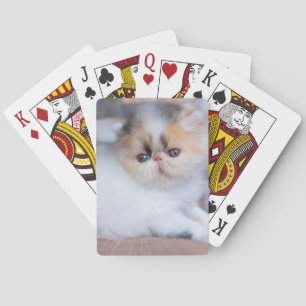 Jeu De Cartes Animaux de bébés cutest Calico Persian Kitten