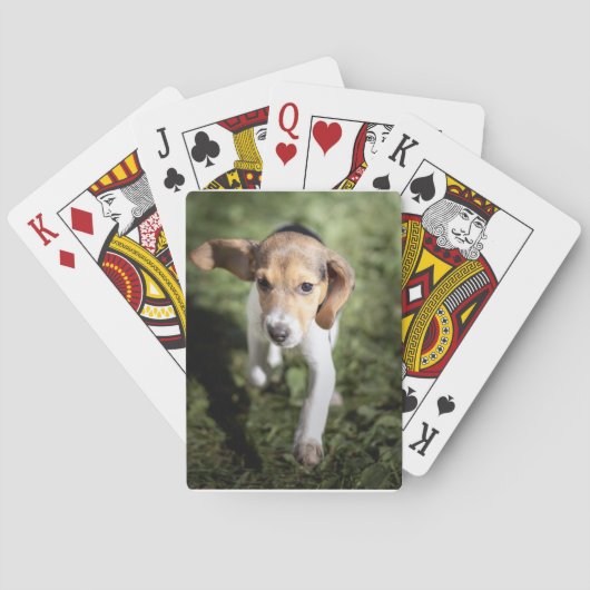 Jeu De Cartes Animaux de bébés cutest | Chiot Beagle (dos)