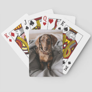 Jeu De Cartes Animaux de bébés cutest   Dachshund Dachshund Dach