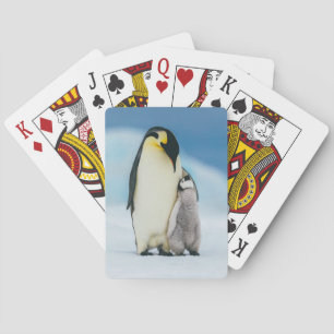 Jeu De Cartes Animaux de bébés cutest   Empereur Penguin Chick