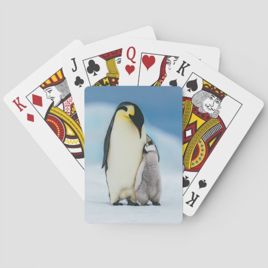 Jeu De Cartes Animaux de bébés cutest | Empereur Penguin Chick (dos)