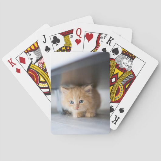 Jeu De Cartes Animaux de bébés cutest | Fluffy Orange Kitten (dos)