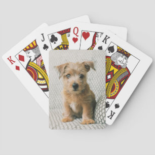 Jeu De Cartes Animaux de bébés cutest   Norfolk Terrier Puppy