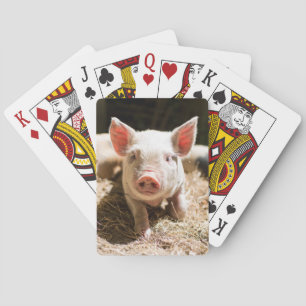 Jeu De Cartes Animaux de bébés cutest   Piglet bébé mignon