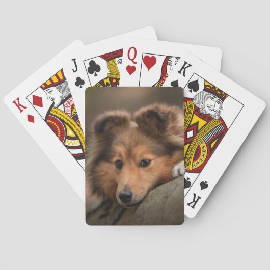Jeu De Cartes Animaux de bébés cutest | Shetland Sheepdog Puppy (dos)