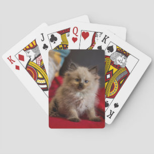 Jeu De Cartes Animaux de bébés cutest Siamese Kitten