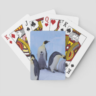 Jeu De Cartes Antarctique, Emporer Penguins
