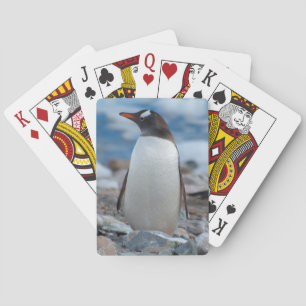 Jeu De Cartes Antarctique. Neko Harbor. Manchot papou