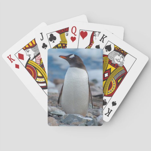 Jeu De Cartes Antarctique. Neko Harbour. Penguin Gentoo (dos)