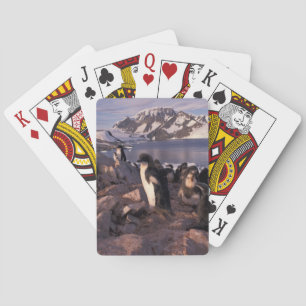 Jeu De Cartes Antarctique, poussins de pingouin d'Adelie