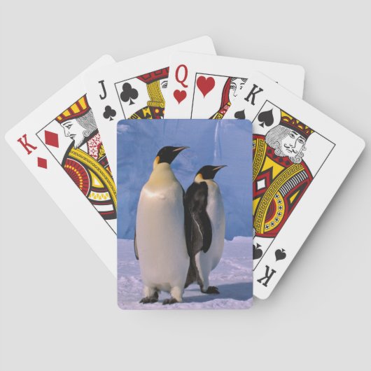 Jeu De Cartes Antarctique, territoire australien antarctique, 7 (dos)