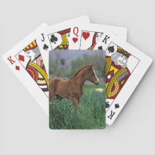 Jeu De Cartes Arab Foal Standing