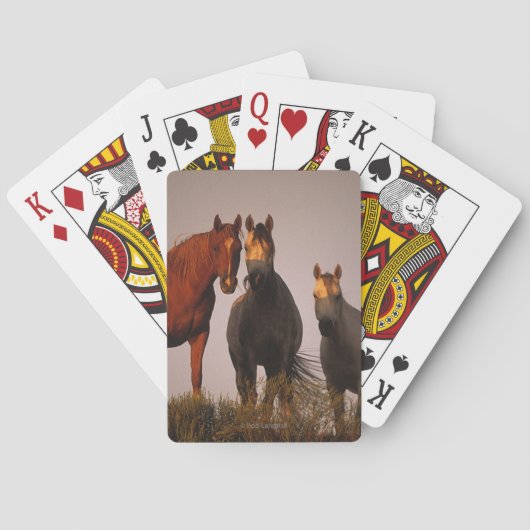 Jeu De Cartes Arabes au coucher du soleil (dos)