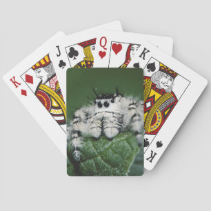 Jeu De Cartes Araignée sauteuse Metaphid