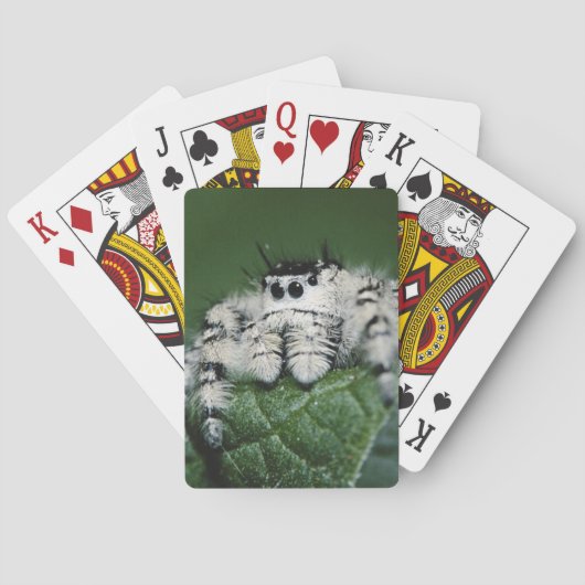 Jeu De Cartes Araignée sauteuse Metaphid (dos)