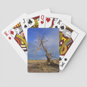 Jeu De Cartes Arbre épineux de chameau mort (Acacia Erioloba)