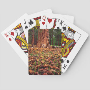 Jeu De Cartes Arbre Ponderosa ancien avec des cônes de pin