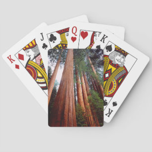 Jeu De Cartes Arbres séquoias géants à feuilles rouges de premiè
