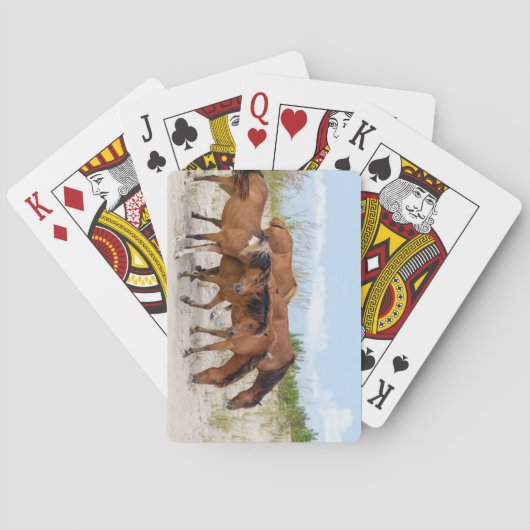 Jeu De Cartes Assateague Island, Maryland (dos)