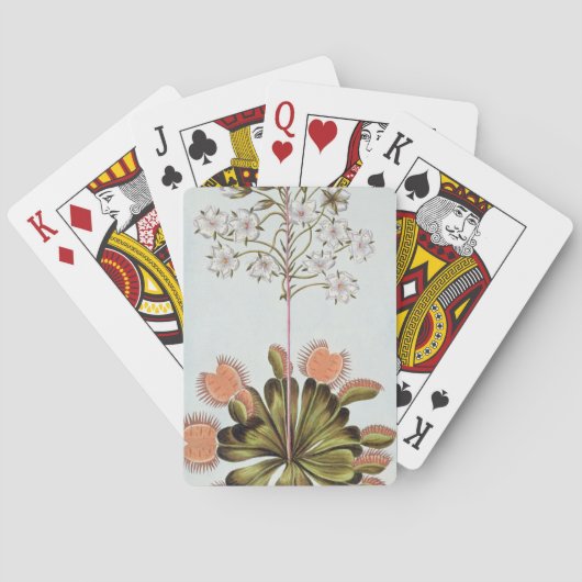Jeu De Cartes Attrape-mouche de Vénus, plat 84, de 'collection (dos)