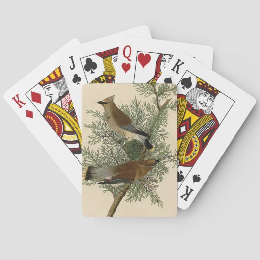 Jeu De Cartes Audubon Cèdre cire oiseau (dos)