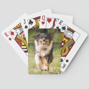 Jeu De Cartes Australian Shepherd Jouant Avec Balle